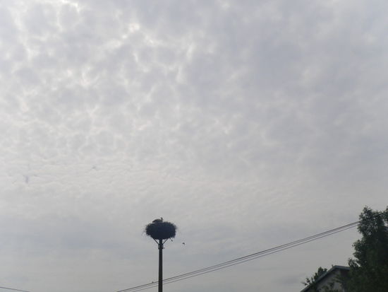 Storchennester in jedem Ort