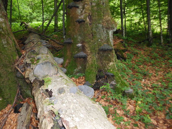 Und da sollen wir den Weg auf den Pikui finden ?