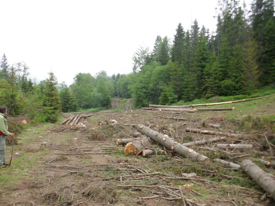 Wegmarkierung unbekannt, aber ständig gabeln sich die Schleifspuren von Baumstämmen, die man mit Treckern aus dem Wald gezerrt hat. Blieb der Trecker mal stecken, wurde eine neue Schleifspur gezogen, oft auch genau im Bachbett.
