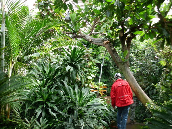 Im Palmengarten hinter dem Rehazentrum mit einer Jodquelle gehen wir durch tropische Wärme aus dem Heizkraftwerk des Hauses.