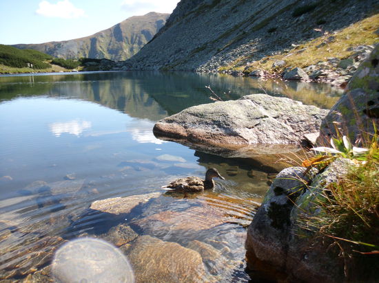 Da springe ich rein, bevor die ersten Wanderer uns eingeholt haben. Wie mag die einsame Ente hierher gekommen sein ?