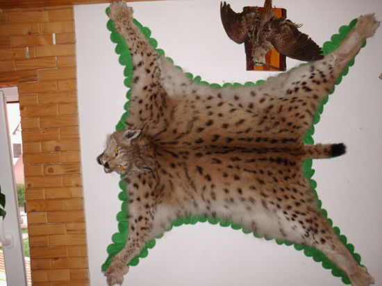 Sogar einen Luchs hat er vor Jahren erlegt!