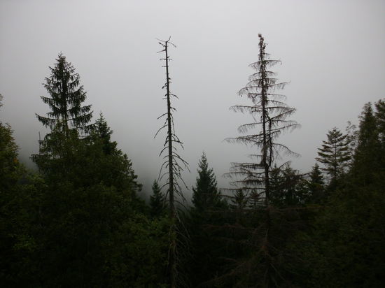 Bei klarem Wetter hätte man hier sonst eine fantasische Aussicht zur Niederen Tatra. Aber heute ?