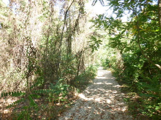 Aber ist die Natur hier nun sich selbst überlassen oder besonders reguliert? Zugänglich ist es hier jedenfalls nicht, schon gar nicht mit dem Rad.
Donauradweg ? Fehlanzeige !