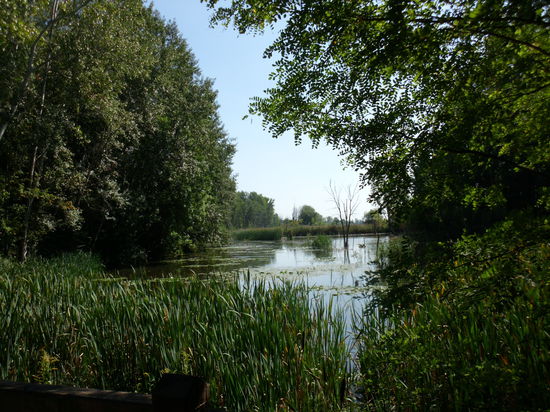 Immer neue Sumpfbiotope, bei Sonnenschein und trockener Luft malerisch anzuschauen, aber wie mag das an feuchten Abenden mit der Mückenplage hier sein ?