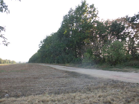 Monatelang hat es hier nicht geregnet. Die Felder sind mit Waldstreifen begrenzt, die dem Wind Widerstand leisten und eine Vertrocknung des Landes verhindern sollen.