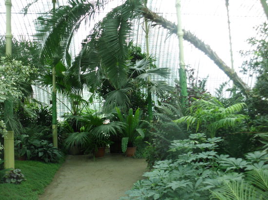 Ein Blick ins Tropenhaus