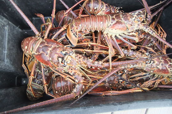 Dieses Mal scheinen sie nicht mehr am Leben zu sein. Ob das nun auf eine Tierschutzmaßnahme zurückzuführen ist oder auf stockende Nachfrage in den Lokalen, die zu einem Abschlacht-Stau bereits gefangener Tiere geführt hat - das werden wir nicht erfahren.