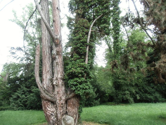 Baumkonstuktionen, vom Züchter oder Pflanzer so zurechtgestutzt