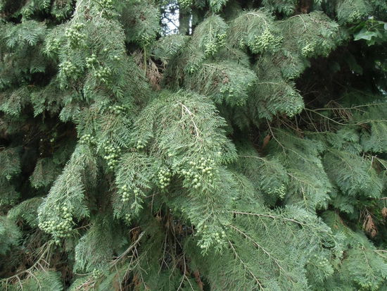 Seltene exotische Baumarten gedeihen hier in einem Klima, das sie sonst nicht gewohnt sind