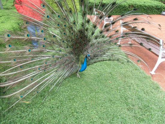 Pfauen gehören dazu, aber hier präsentieren sie auch ihr Gefieder