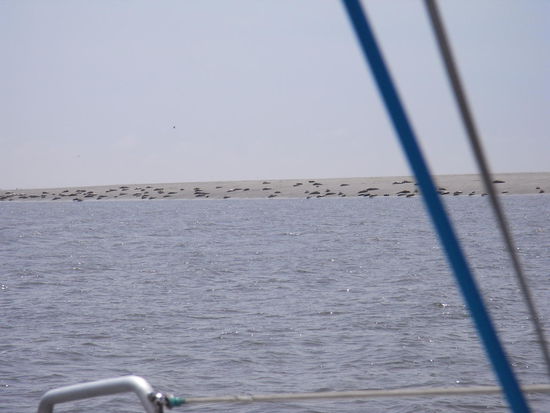 Kaum zu glauben, dass es hier im Brackwasser der Elbe schon so viele Seehunde gibt.
