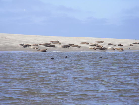 Lautlos schiebt sich unser Boot so nahe wie möglich an der Sandbank entlang, fürs Tele sind wir nahe genug und stören die Tiere trotzdem nicht.