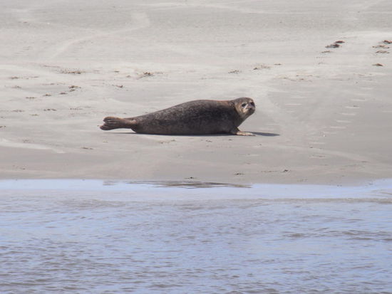 Er hat die Nerven behalten und bleibt an Land, die andern schwimmen um uns herum und tauchen mit ihren Stupsnasen rund ums Boot aus dem Wasser auf.