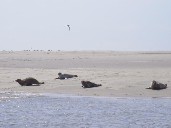 Wenn erst der Erste die Flucht ergreift, gibt es für die andern kein Halten mehr!