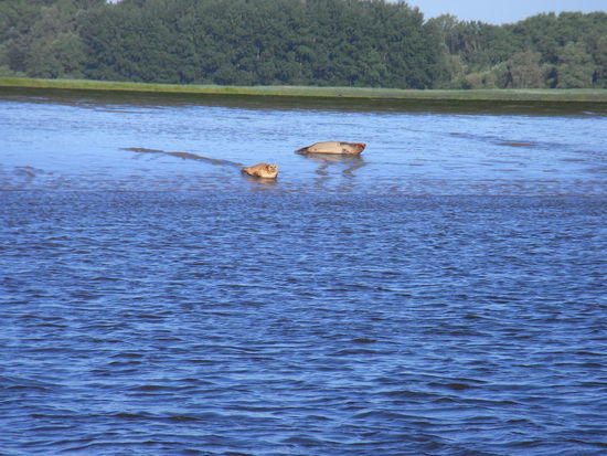 Um Seehunde zu beobachten, hätten wir da ja gar nicht aufs Watt fahren brauchen ! Selbst hier auf schlickigen Süßwasserflächen fühlen sie sich wohl. Oder sind sie wegen Übervölkerung der Sandbänke im Watt hierher geflüchtet ?