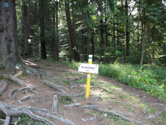 die ersten 150 Höhenmeter sind geschafft, eine kleine Zwischenstation noch tief im Wald