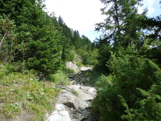 Die Vegetation wird schon lichter und es geht immer steiler bergauf