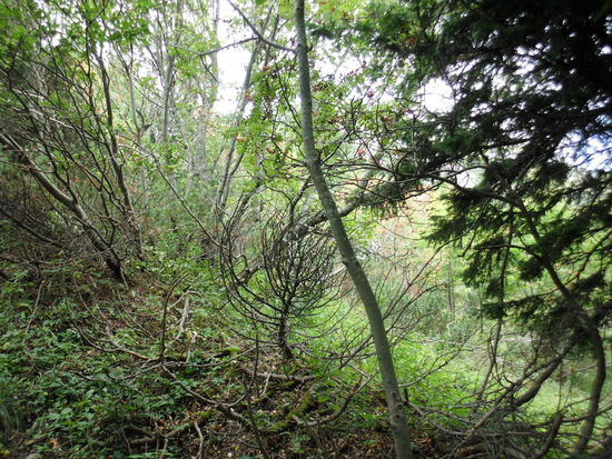 Manchmal muß man den Pfad suchen und unter Büschen durchkriechen