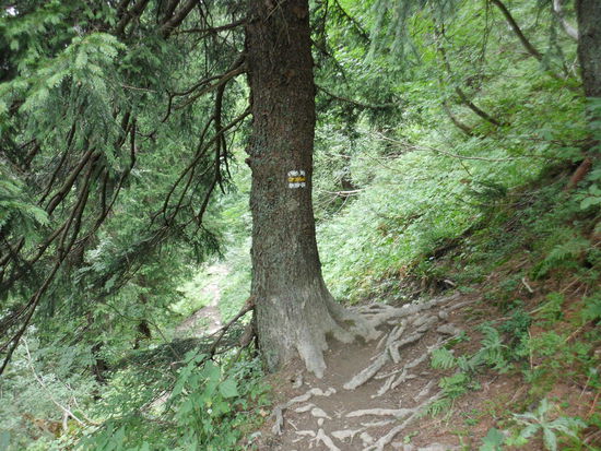 Immer auf dem bezeichneten Weg bleiben! Nur gut, dass er trocken ist, denn auf glitschige Wurzeln treten müssen, ist riskant.