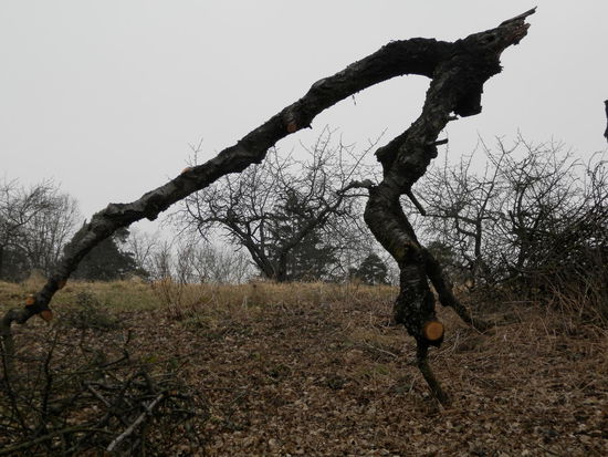 Auch die Burg oberhalb der Stadt erklimmen wir - das Museum darin können wir montags nicht besichtigen. Bleibt die wilde Natur (bei der man etwas nachgeholfen hat)