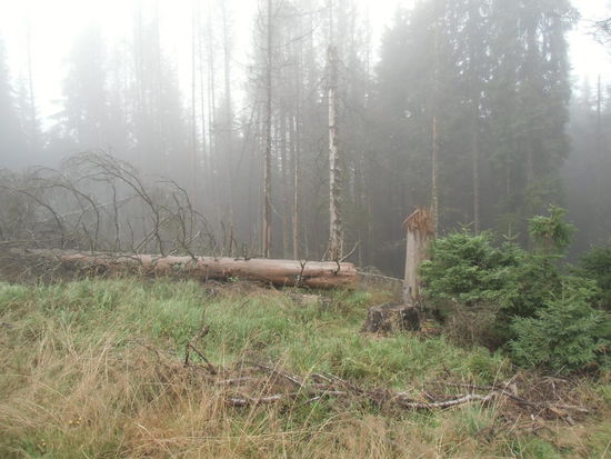 Natur naturbelassen: Irgendwann hat hier ein Orkan gewütet und der Naturschutz gebietet es, alles so zu lassen, wie es der Sturm geformt hat!