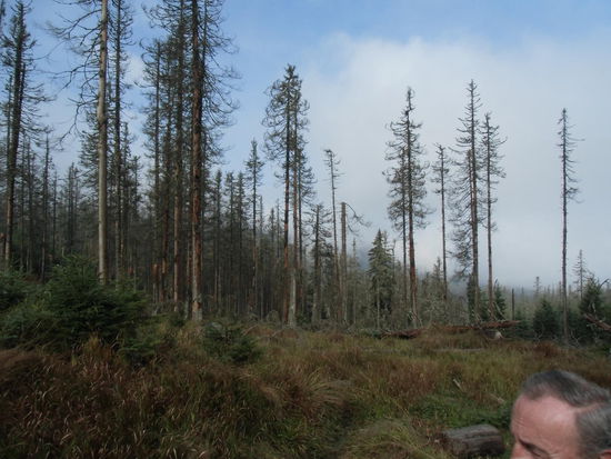 Da gibt es aber ziemliche Lücken im Baumbestend!