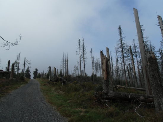und weiter oben sieht es schon fast gespenstisch aus