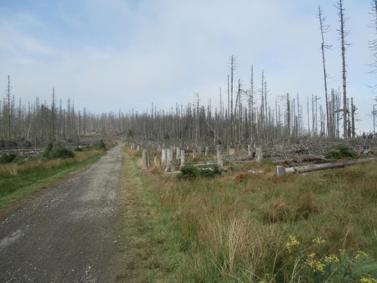 Nein, das sind auch Zivilisationsschäden: Hier ist der Wald vom Schwefeldioxid aus den Emissionen der Industrie vernichtet worden und 
auch nach 20 Jahren hat sich die Natur noch nicht erholt.