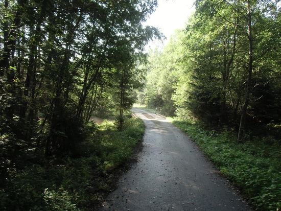 Der Wald verdient hier seinen Namen, der Radweg ist ein Hohlweg zwischen den Bäumen,  da kann es schon einmal eine Überraschung auf der Piste geben, mit der man nicht rechnet: Schräge Kanten von Holzbrückenpflaster oder Schlaglöcher von Holzabfuhrfahrzeugen