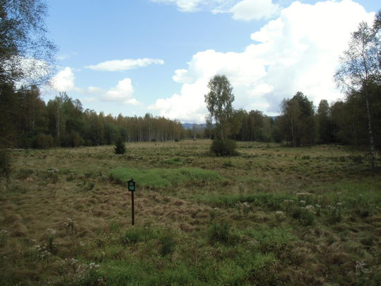 Aus diesen Hochmoorgebieten fließen die Quellflüsse der Moldau