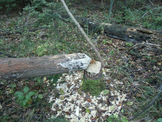 Im Sumpfgebiet vor einem kleinen See umgestürzte Bäume mit Spuren vom Fällen. Ohne Säge ? Das müssen Biber gewesen sein !