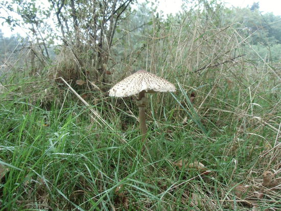 Bei soviel Feuchtigkeit schießen die Pilze aus dem Boden. Immer wieder steigt Joschka ab, um welche zu enten. Diesen hier allerdings läßt er stehen.