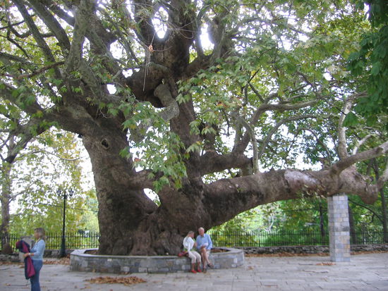 Ein beliebtes Ausflugsziel: die tausendjährige Platane