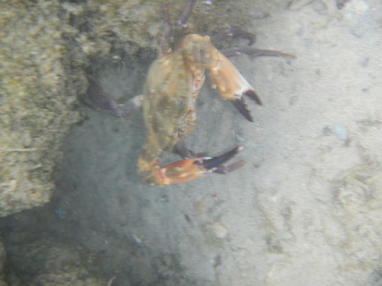 Was man nicht so alles im Wasser entdecken kann 