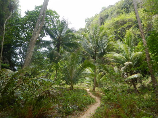 Dschungelpfad auf Hong Island