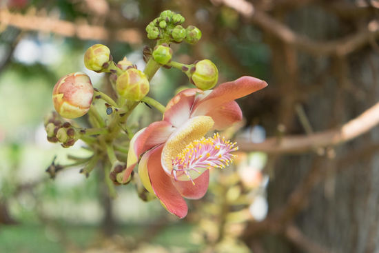 für die Blumenfreunde unter euch 
