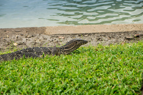 Waran im Lumphini Park