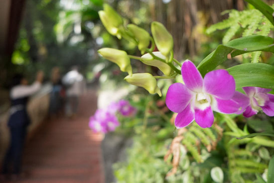 Blümchen am Golden Mount