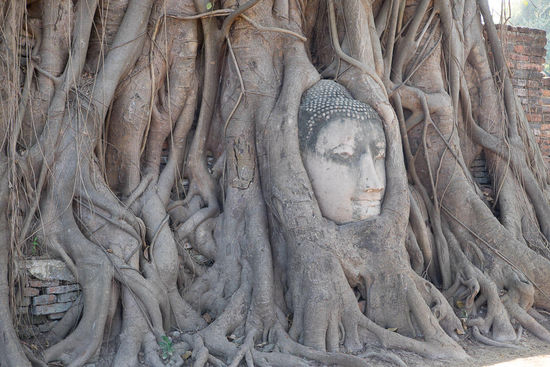der berühmte Buddhakopf im Wat Mahathat
