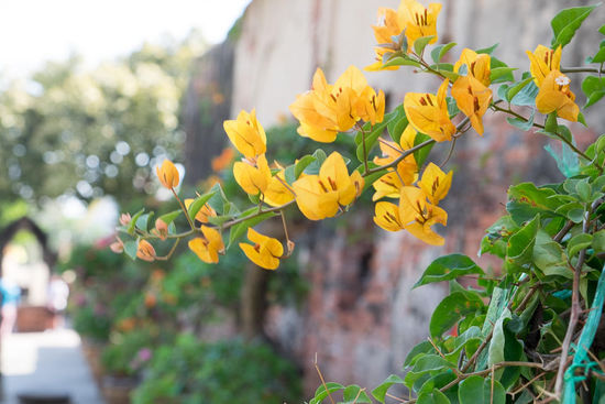 für die Blumenfreunde