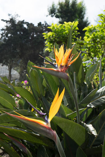 Blümchen aus dem königlichen Naturprojekt