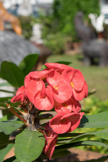auch die Blumenfreunde habe ich nicht vergessen 