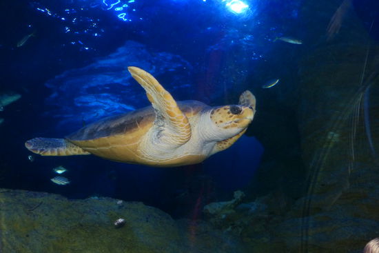 und das ist die freundin von nemo .....