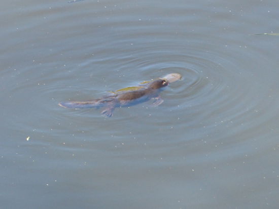 ein schnabeltier, gehoert zu den seltensten tieren der welt und unsere erste begegnung mit der fauna australiens.....