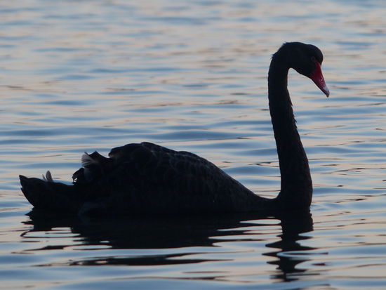 black swan, gibt es auch nur in bestimmten teilen australiens