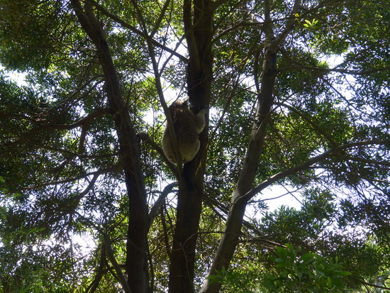 unser erster koala , nicht ganz freilebend....