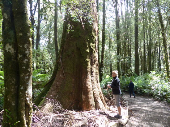regenwald im otway nationalpark