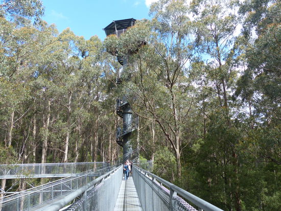 hoch ueber dem wald auf dem tree top walk