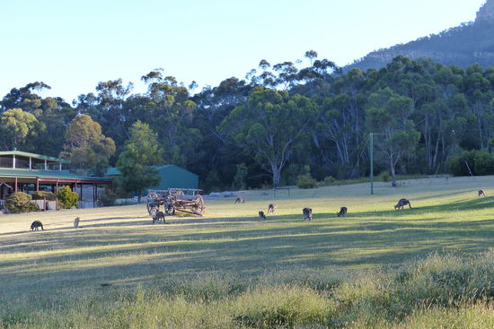die erste kaengeruh herde in der lodge halls gap, wo wir uebernachtet haben